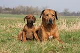 RODESIAN RIDGEBACK 123